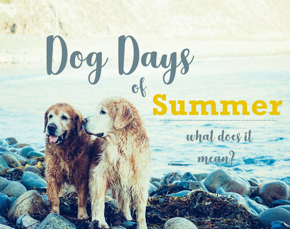 Dog Days of Summer Pet Products Cool Your Dog Off Dog Shampoo Bar